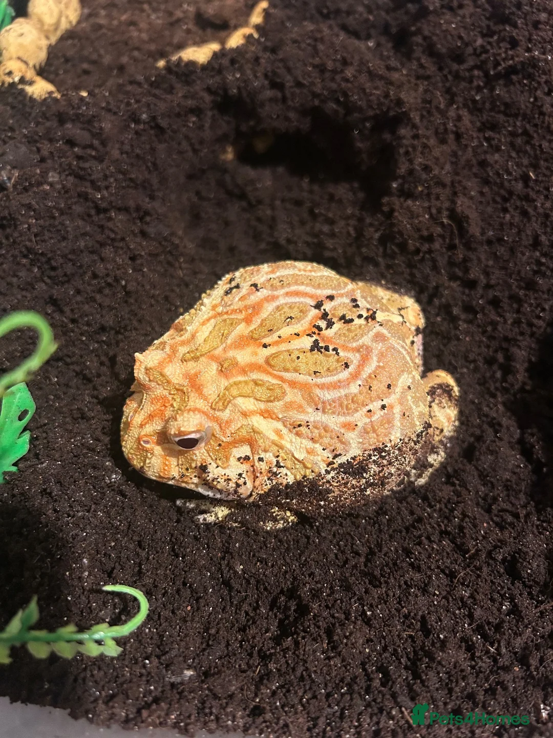 Frog reptiles for sale: Apricot Horned Frog - Advert 2