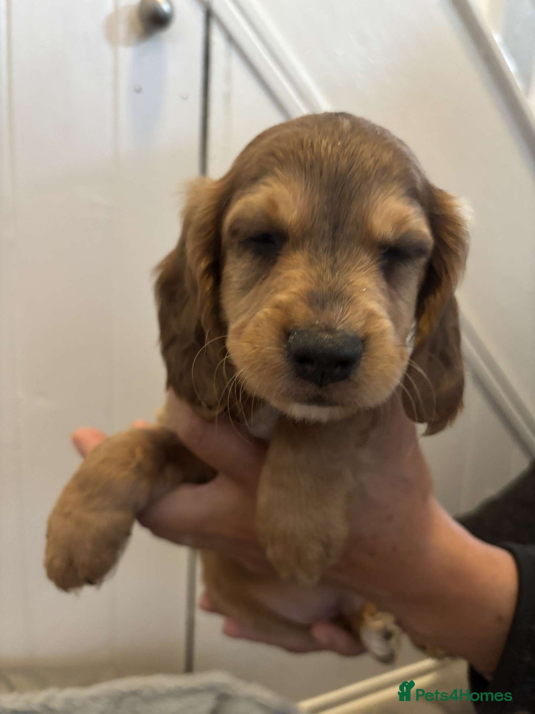 Cocker Spaniel dogs for sale: Fully Show type kc parents DNA tested all clear  - Image 11