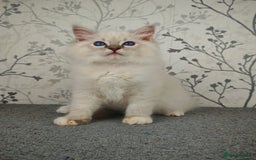 Ragdoll cats for sale: Regional Winner READY TO Go LAST BOY AND GIRL - Image 11