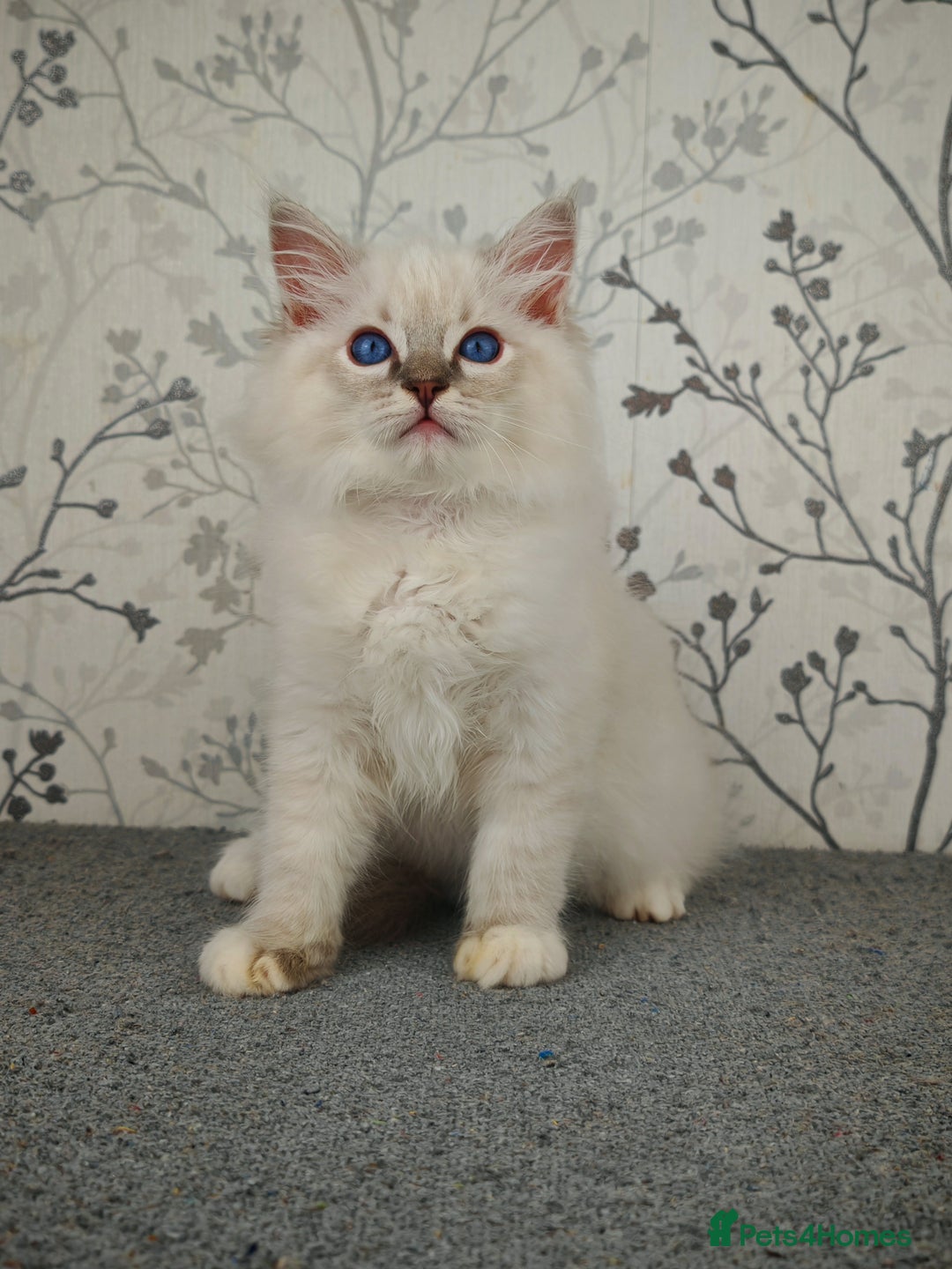 Ragdoll cats for sale: Regional Winner READY TO Go LAST BOY AND GIRL - Image 11
