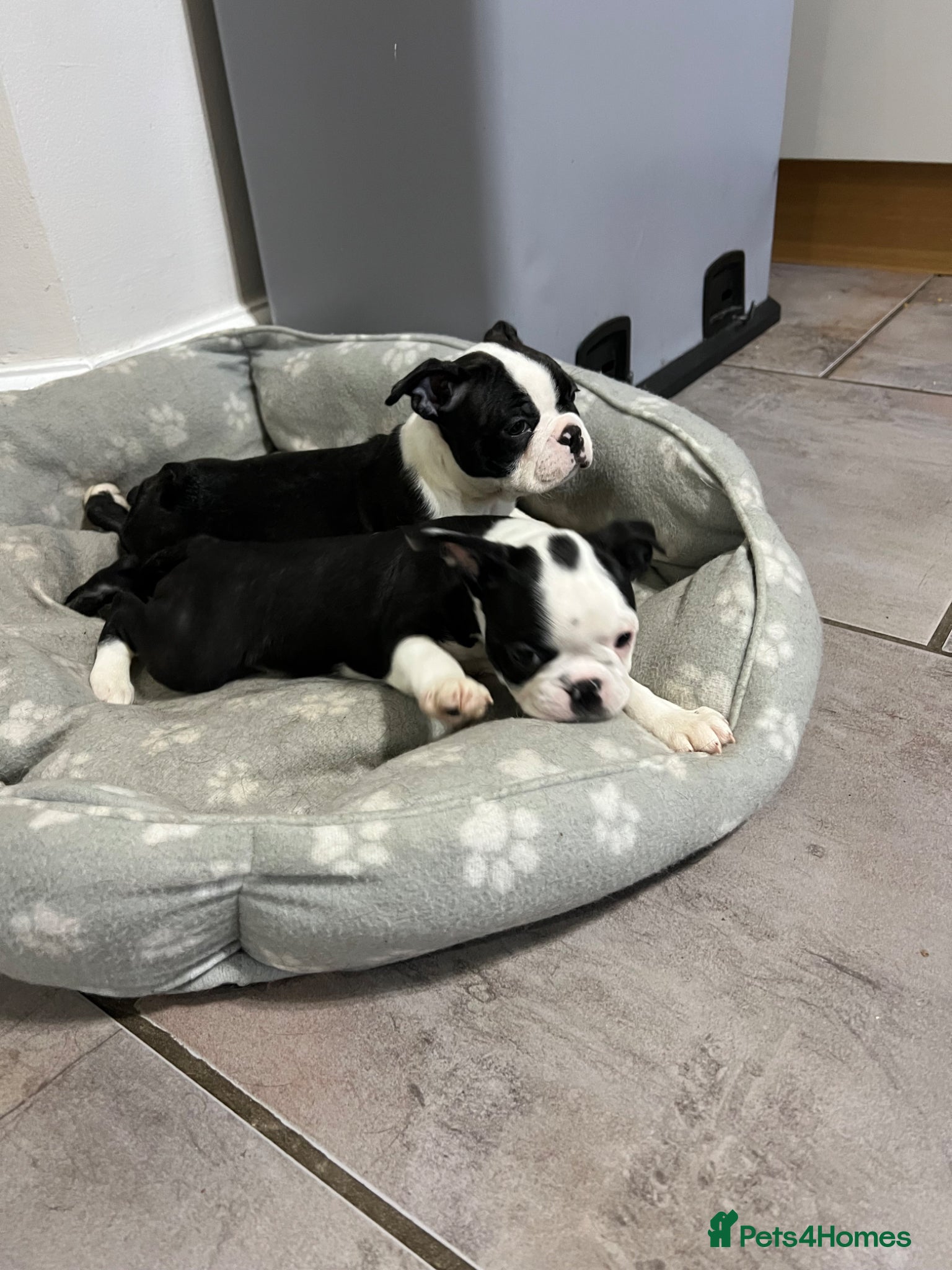 Boston Terrier dogs Beautiful Boston Terrier Puppies  - Advert 1