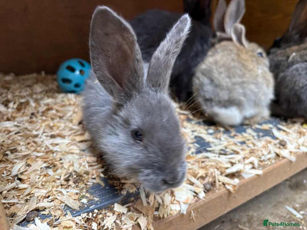 Mixed Breed rabbits for sale: Continental giant X - Advert 5