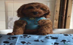 Labradoodle dogs for sale: 5* F1B Mini Labradoodles - health tested  - Image 30