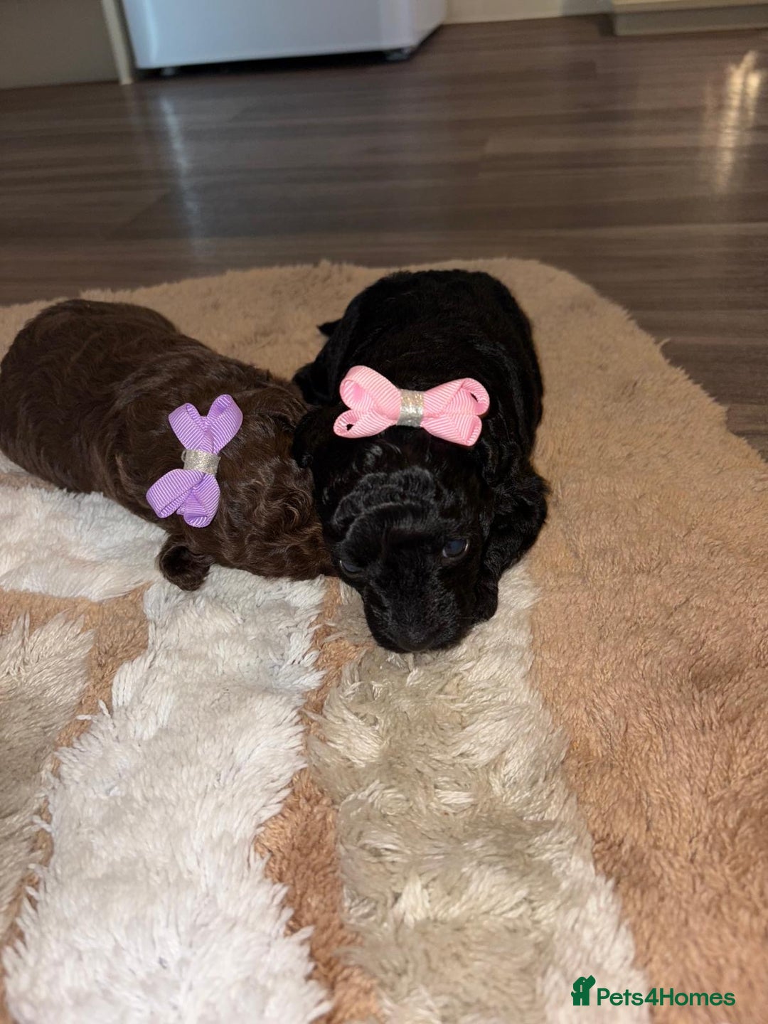 Jackapoo dogs for sale: Beautiful jackapoo girls  - Image 5
