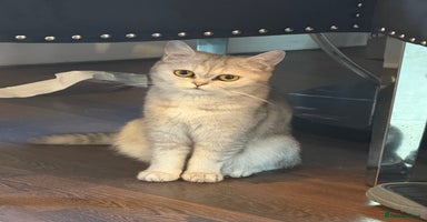 British Shorthair cats - Advert 6