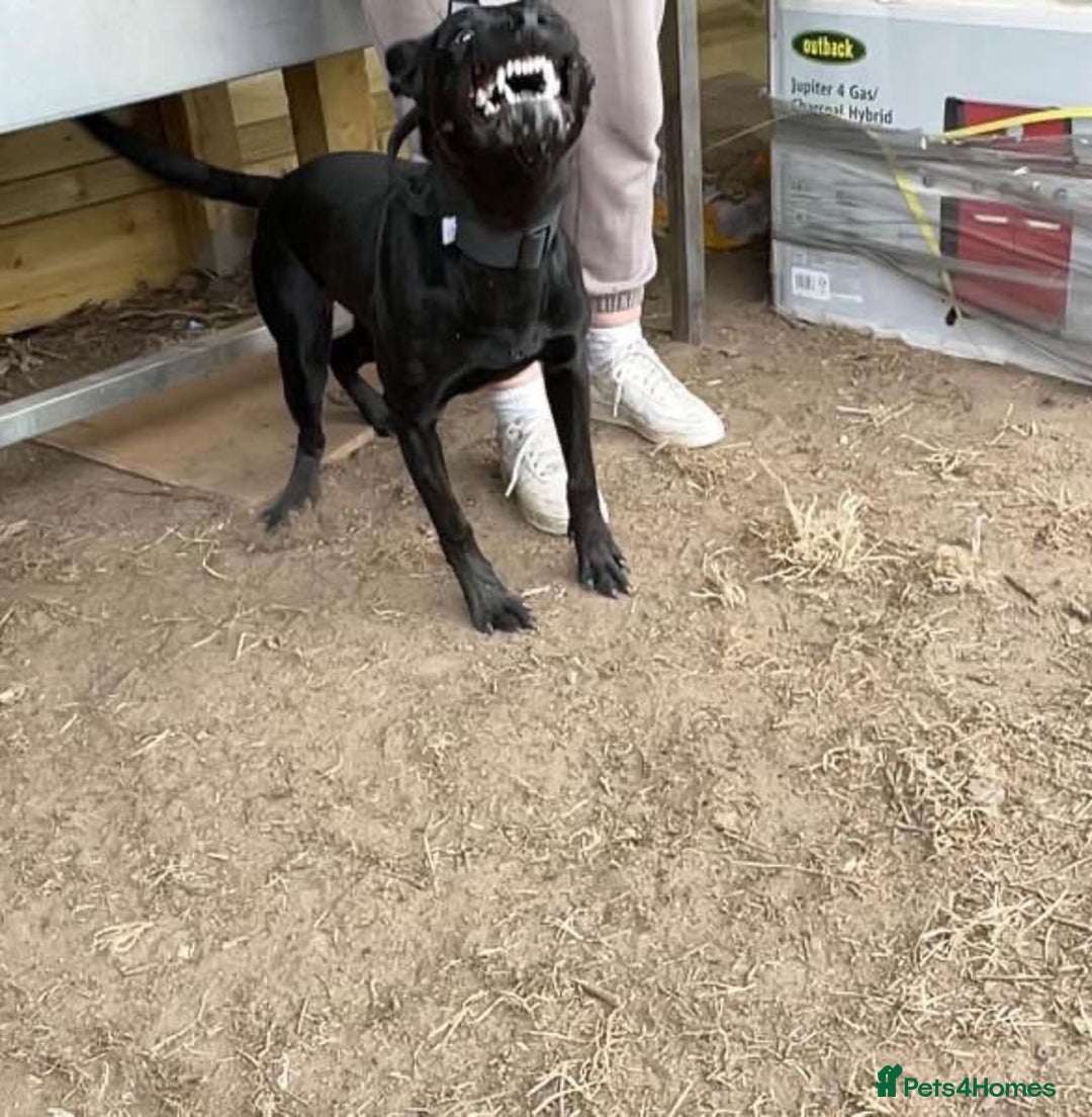 Belgian Shepherd Dog dogs for sale: Herder Bones 🦴 - Advert 24