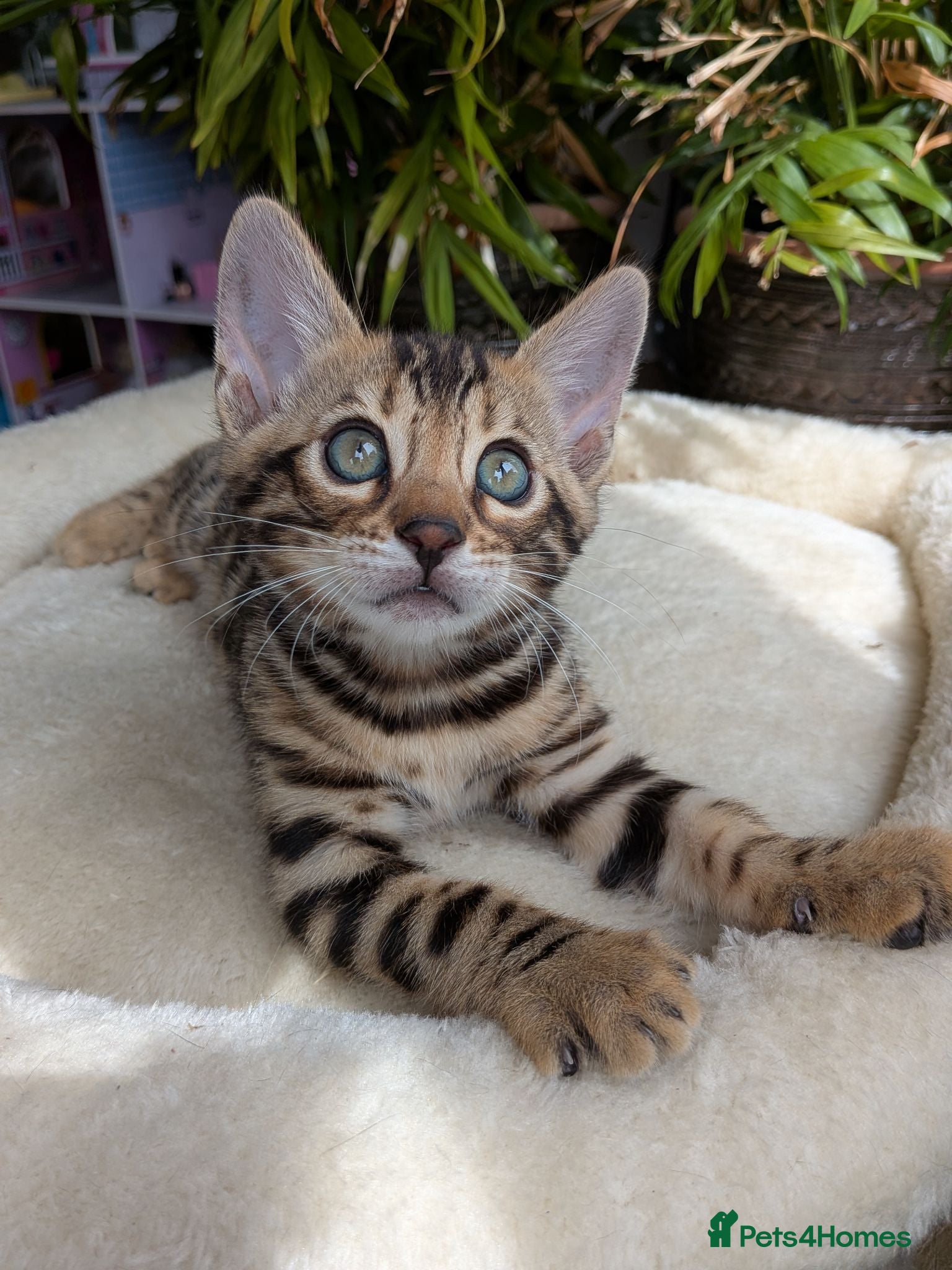 Bengal cats Bengal kittens in Essex TICA registered purebred  - Advert 3