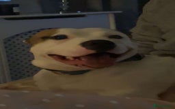 Mixed Breed dogs for sale: Needs a good home - Image 5
