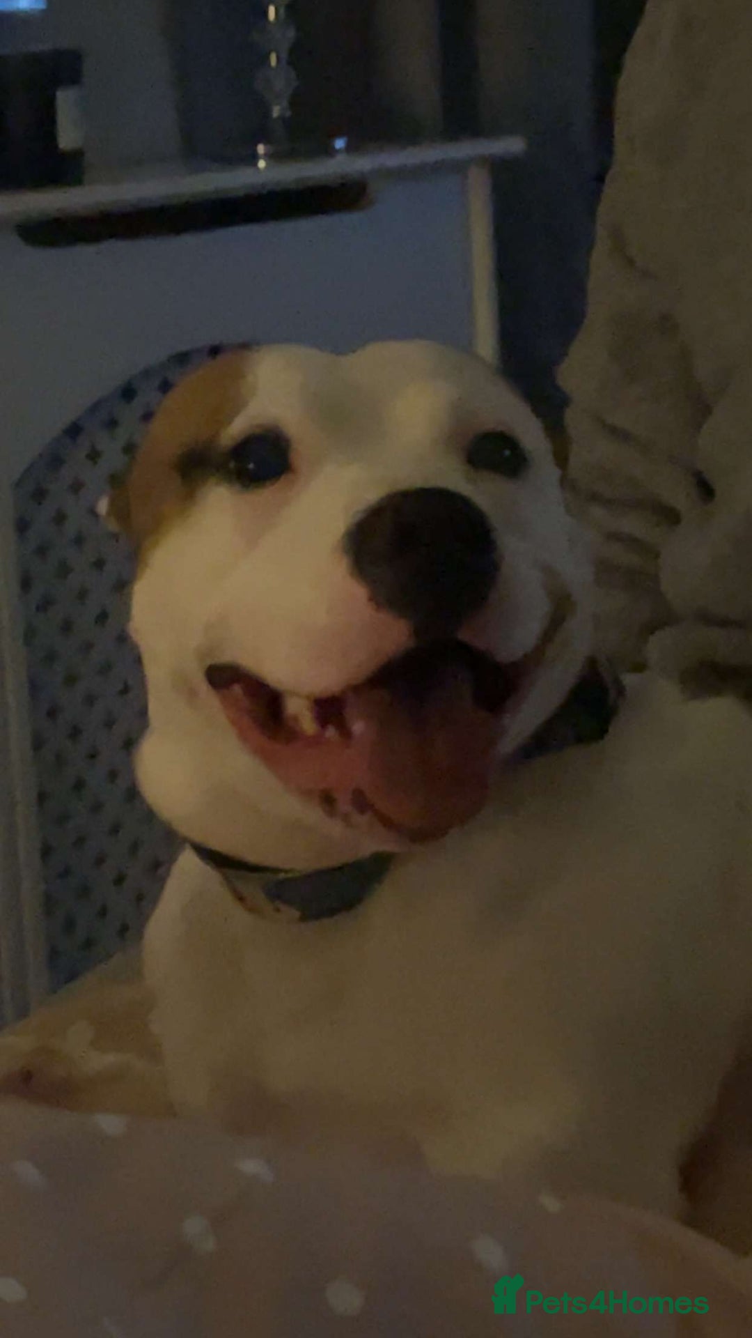 Mixed Breed dogs for sale: Needs a good home - Image 5