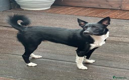Border Collie dogs for sale: 8 month old male border collie - Image 1