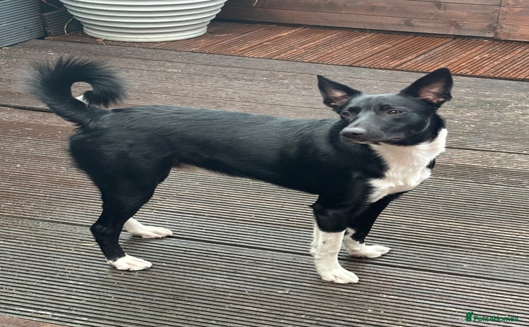 Border Collie dogs - Advert 10