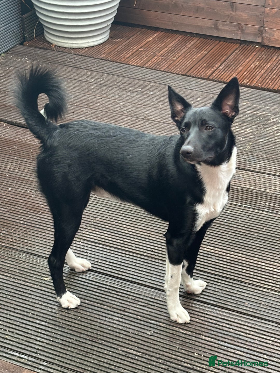 Border Collie dogs for sale: 8 month old male border collie - Image 1