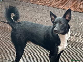 Border Collie dogs - Advert 31