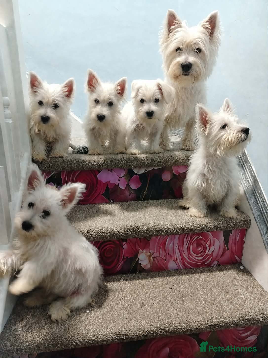 West Highland Terrier dogs Westie puppies available  - Advert 1