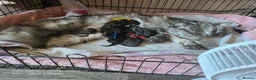 Maine Coon cats for sale: Gorgeous TICA registered Maine Coon Kittens - Advert 4