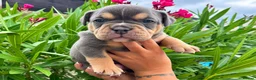 English Bulldog dogs for sale: Exceptional English Bulldog Puppies in Stockport - Advert 11
