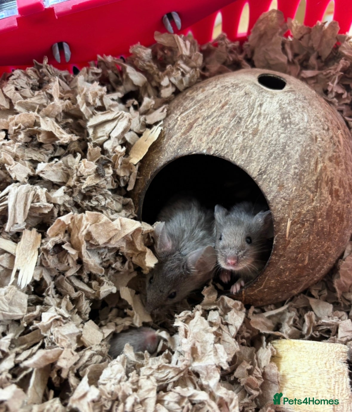 Mouse rodents for sale: Three sweet fancy mice sisters - Advert 7