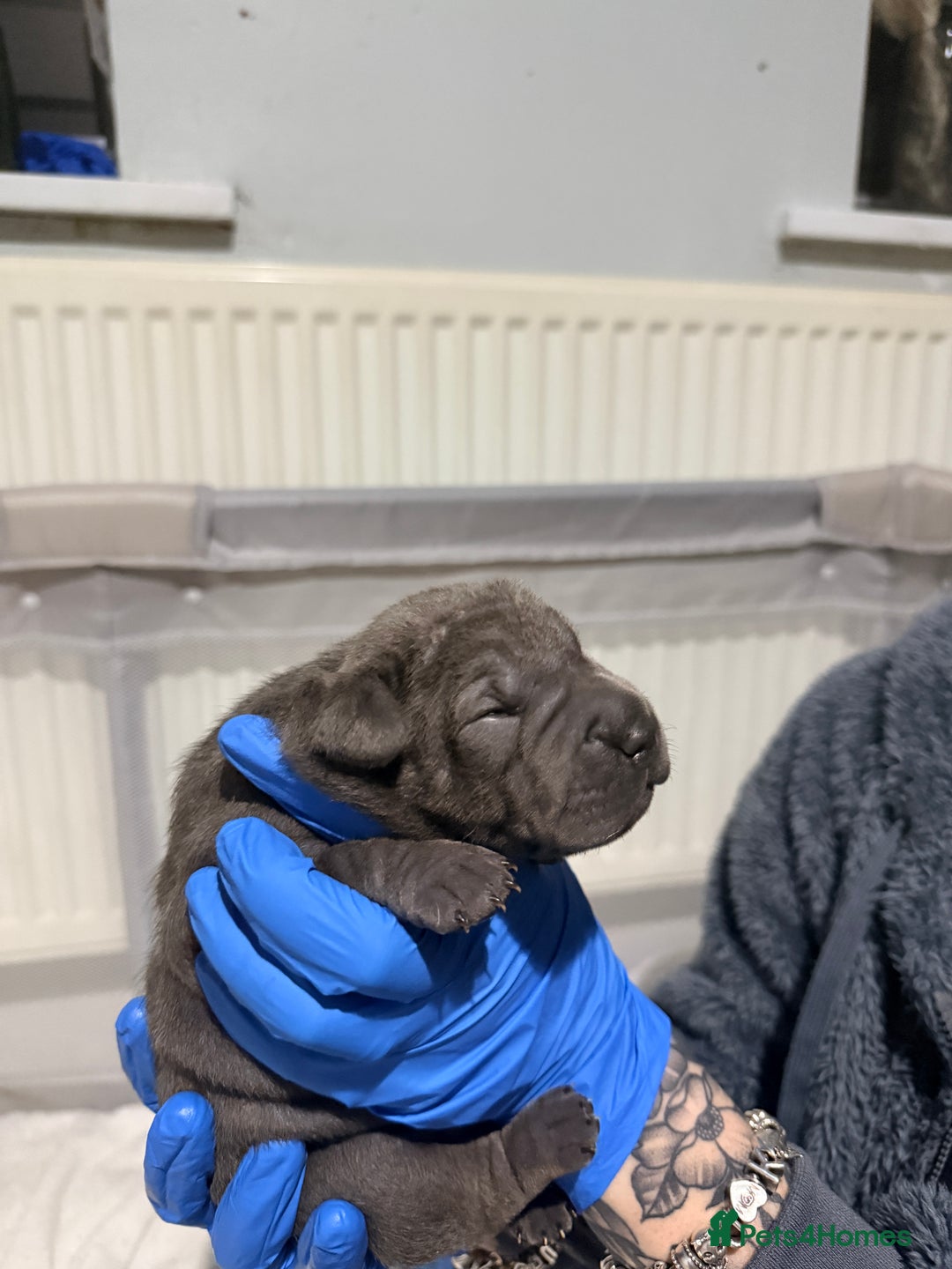 Mixed Breed dogs for sale: Beautiful cocker-Pei puppies - Advert 11