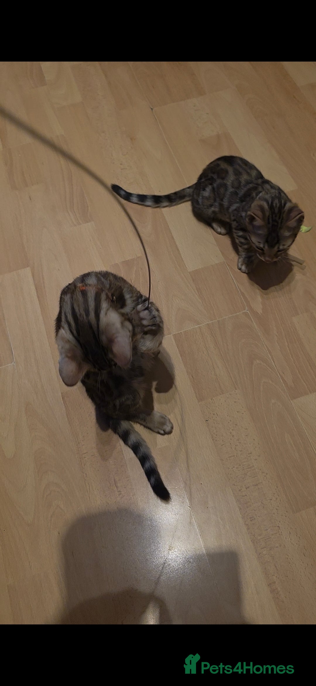 Bengal cats for sale: Stunning bengal kittens - Image 17