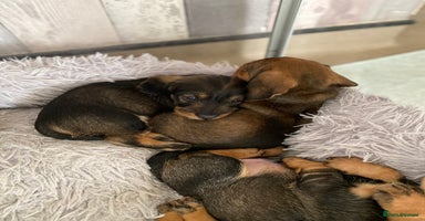 Dachshund dogs - Advert 2