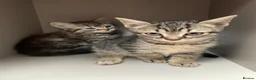 Mixed Breed cats for sale: Tabby kittens  - Advert 4