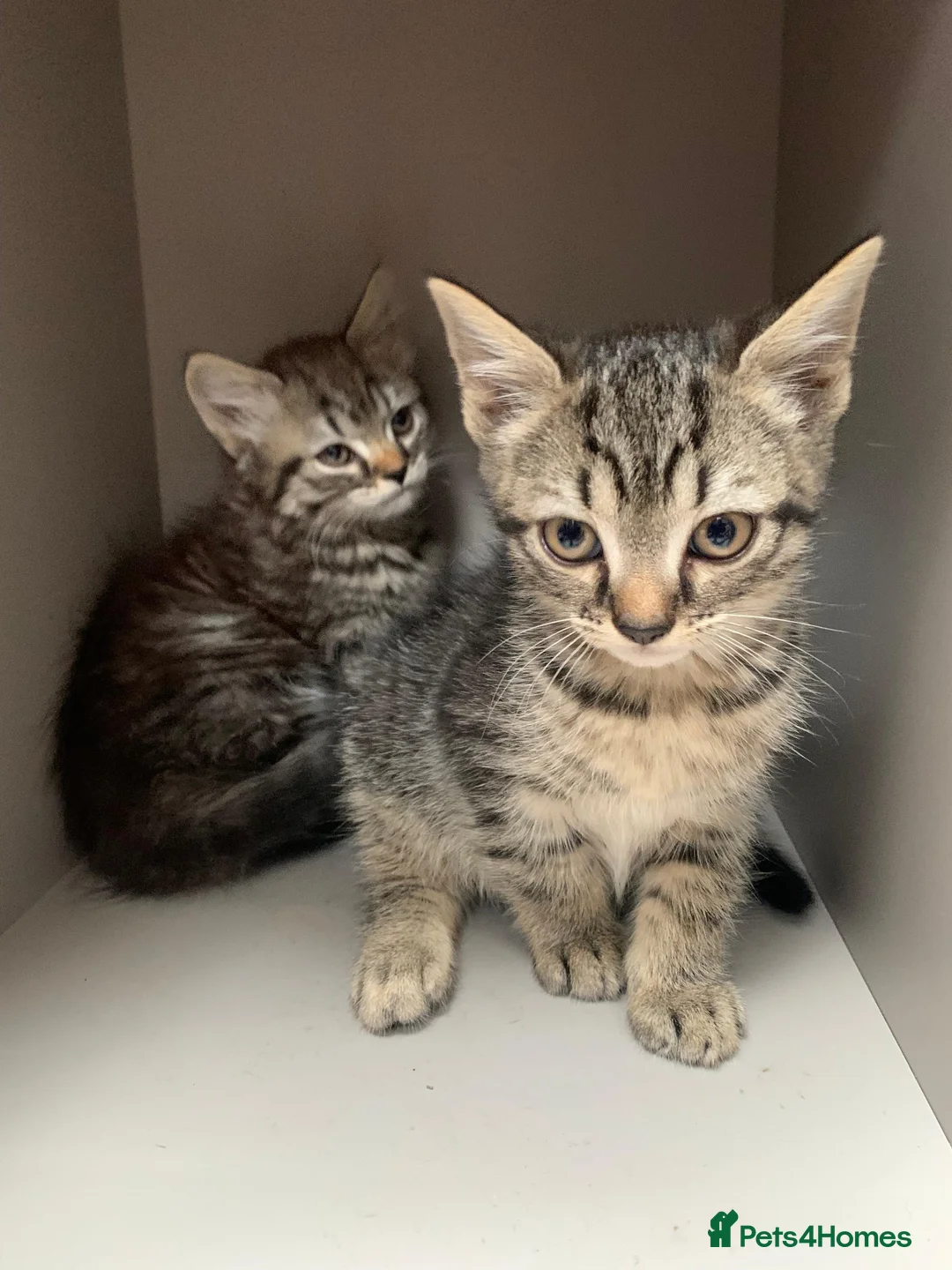 Mixed Breed cats for sale: Tabby kittens  - Advert 4