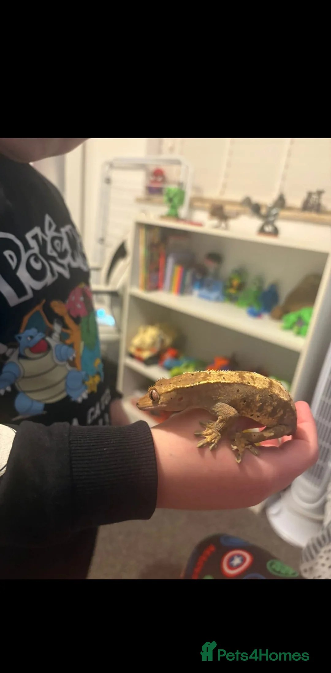 Lizard reptiles for sale: Crested frog but gecko  in Manchester - Advert 8
