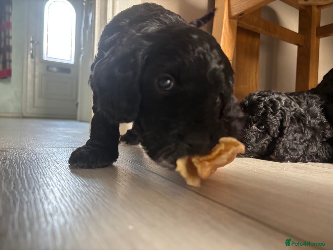 Cockapoo dogs for sale: 1 male black and white cockapoo left for sale - Image 9
