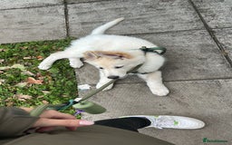 German Shepherd dogs for sale: White German shepherd pup  - Image 5