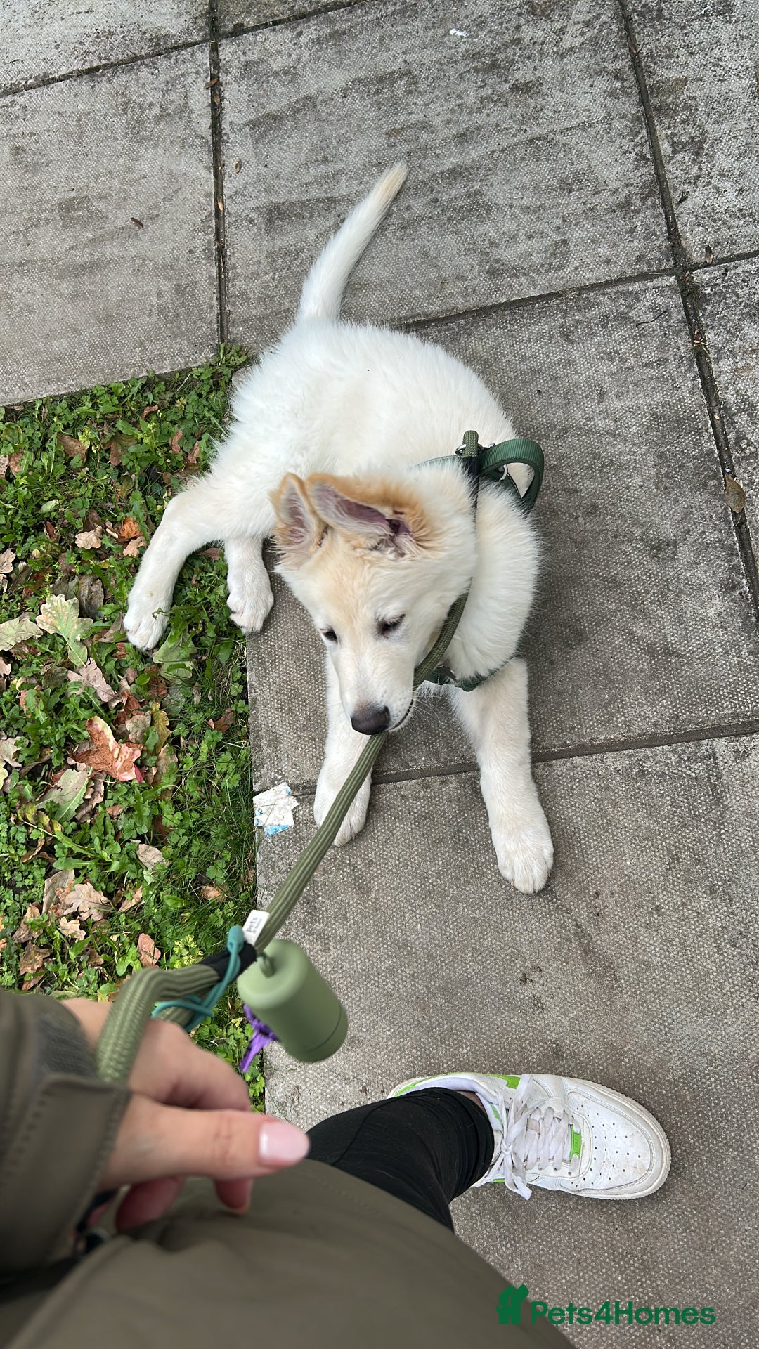 German Shepherd dogs for sale: White German shepherd pup  - Image 5