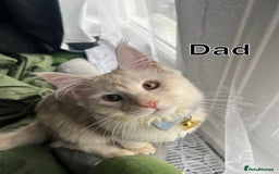 Maine Coon cats for sale: Gorgeous full breed Maine Coon kittens - Image 5