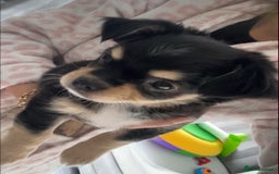 Chihuahua dogs for sale: Long-haired Chihuahua - Image 7