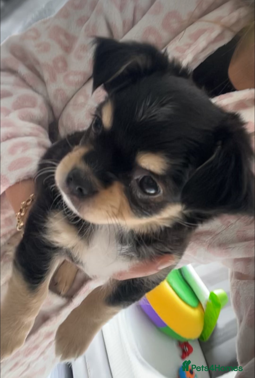 Chihuahua dogs for sale: Long-haired Chihuahua - Image 7