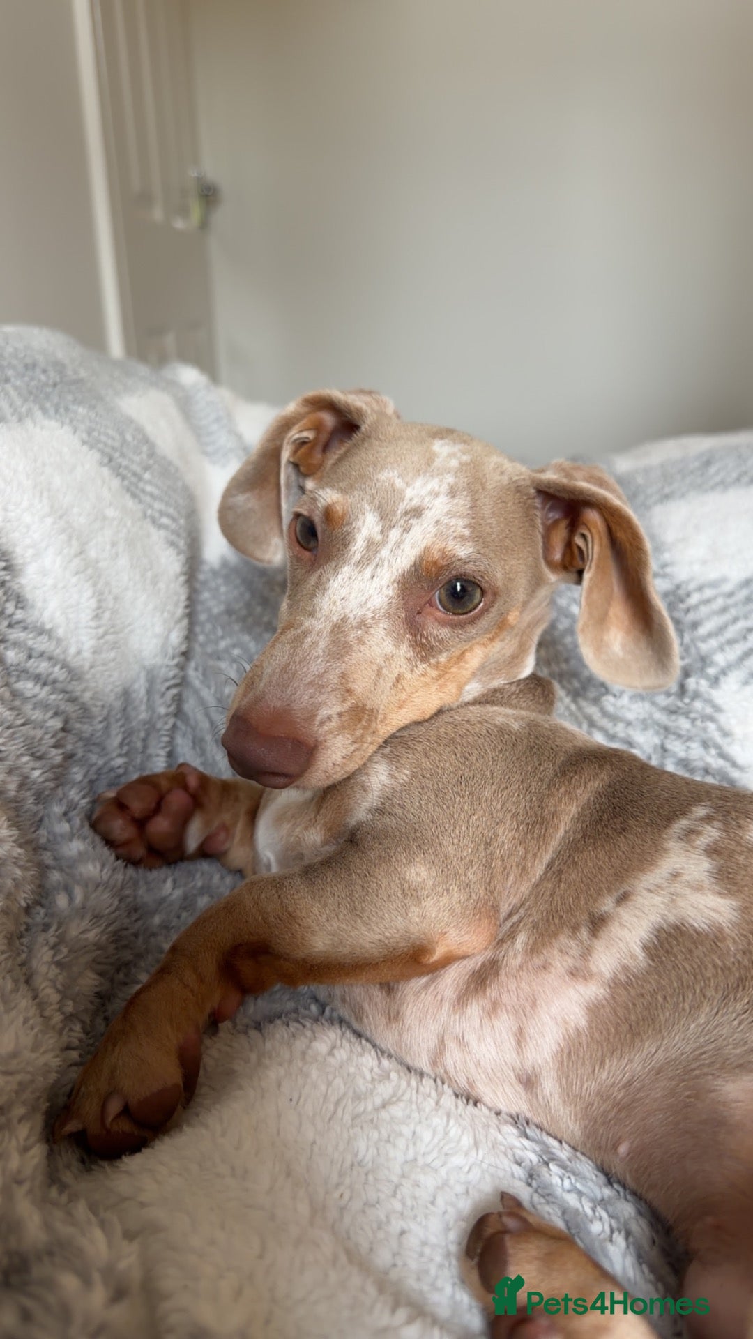 Miniature Dachshund dogs Isabella Tan Miniature dachshund  - Advert 5