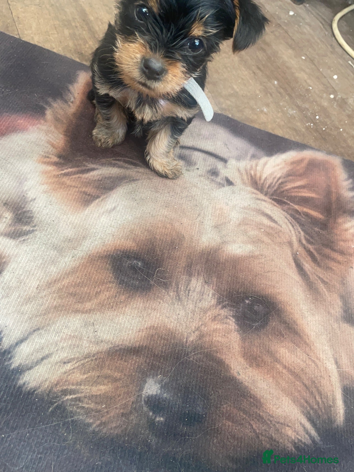 Yorkshire Terrier dogs Yorkshire Terrier puppies 🐶  - Advert 2
