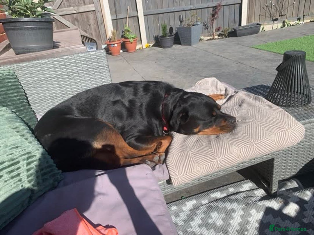 Rottweiler dogs for sale: Rottweiler  - Advert 2