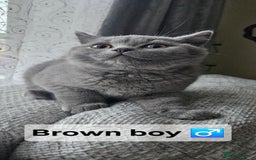 British Shorthair cats for sale: Beautiful Pedigree British short hair kittens🐈 in Buckhurst Hill - Image 14