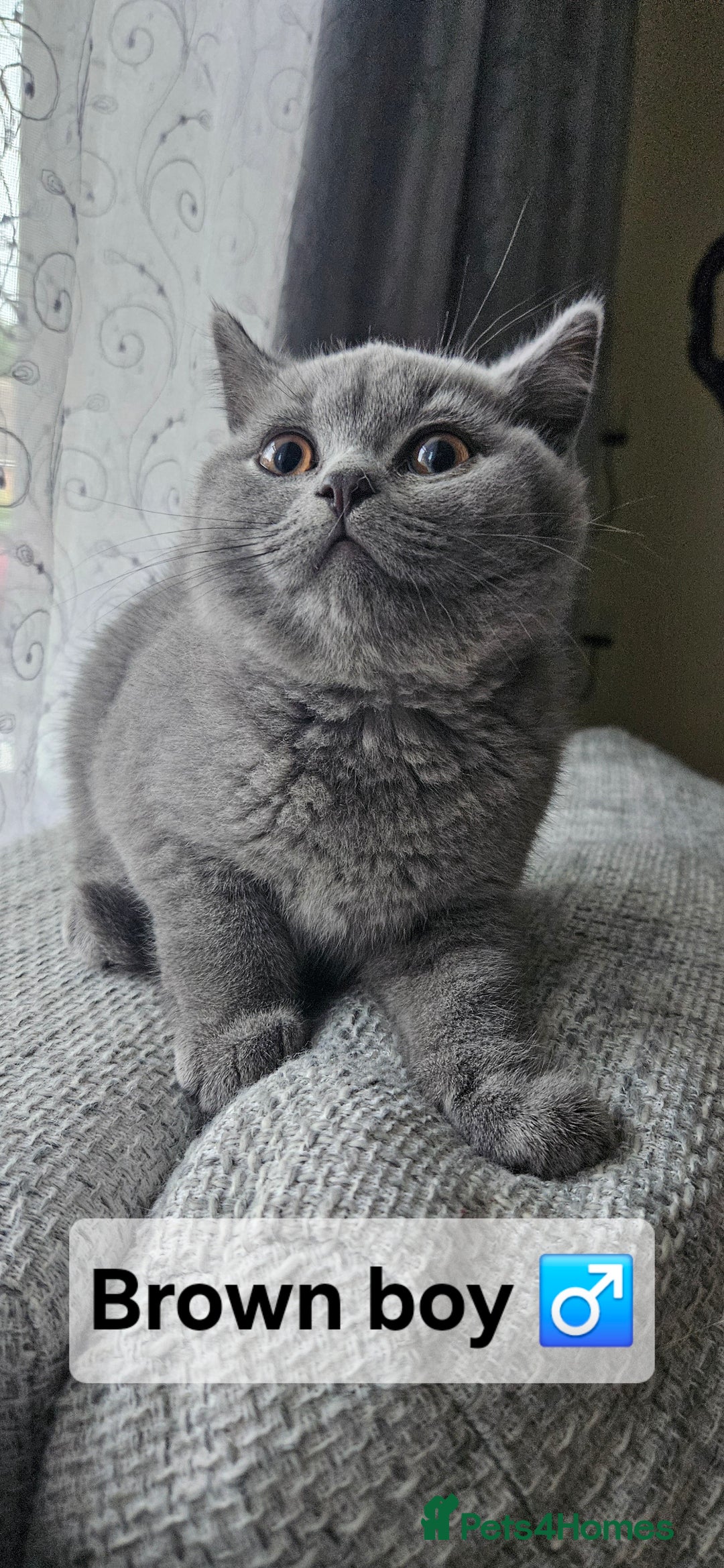 British Shorthair cats for sale: Beautiful Pedigree British short hair kittens🐈 in Buckhurst Hill - Image 14