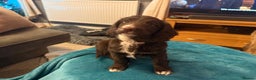 Mixed Breed dogs for sale: Doxie puppies  - Advert 9