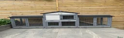 Mini Lop rabbits for sale: 🐰 Mini Lop Bunnies Looking for forever Homes - Advert 7