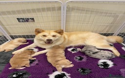 Mixed Breed dogs for sale: Genuine Chowski puppies  - Image 25