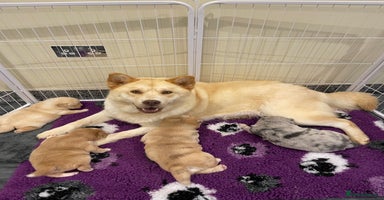 Mixed Breed dogs - Advert 2