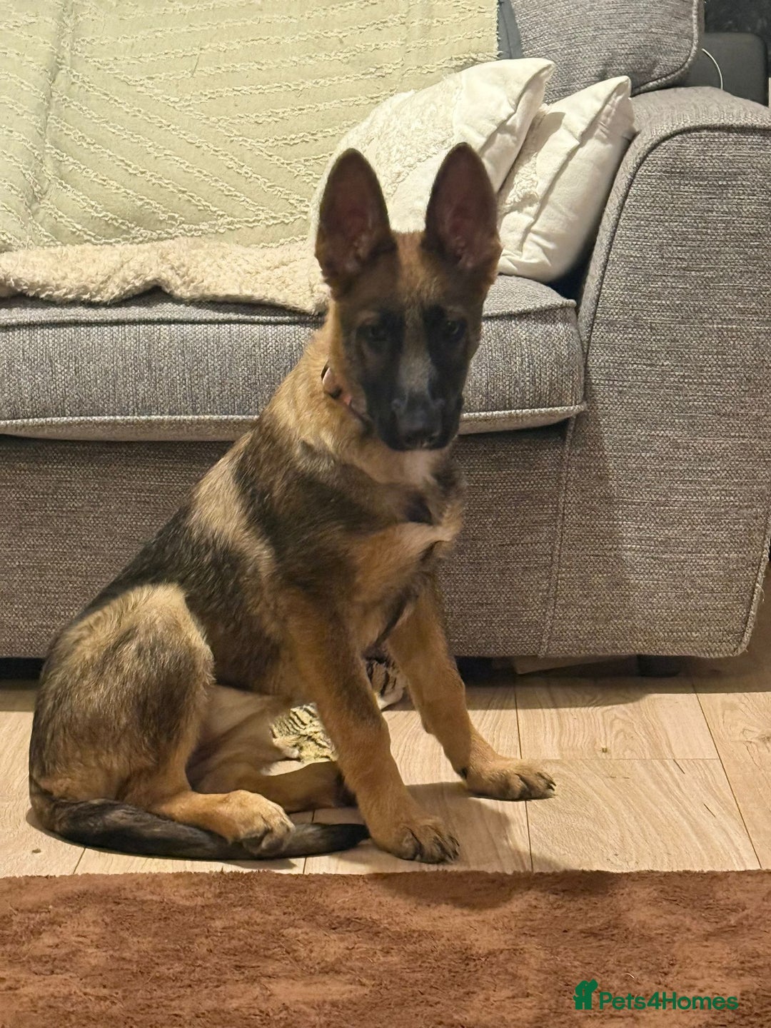 German Shepherd dogs for sale: German shepherd girl 16 week old  - Image 3