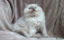 Ragdoll cats for sale: GCCF PET/ACTIVE KITTENS CHAMPION IMP BLOODLINES - Image 18