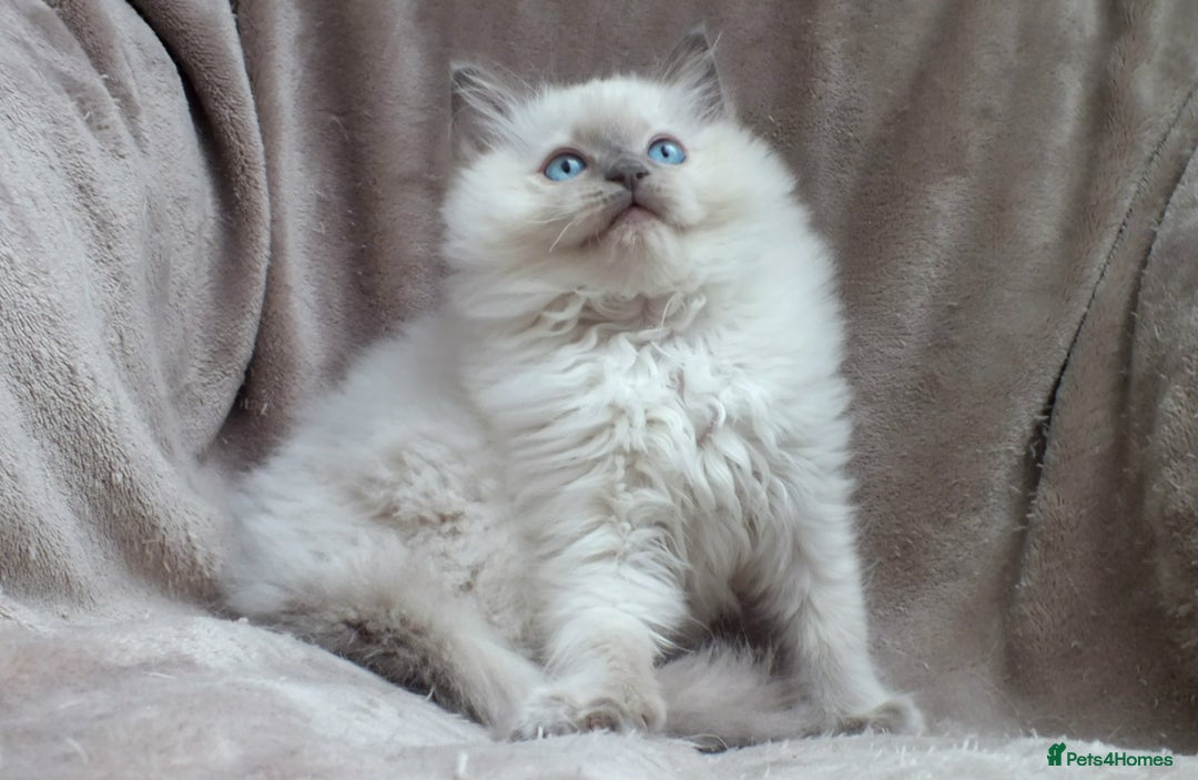 Ragdoll cats for sale: GCCF PET/ACTIVE KITTENS CHAMPION IMP BLOODLINES - Image 18
