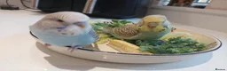 Budgerigars birds for sale: Hand tamed bonded pair of Budgies - Advert 5