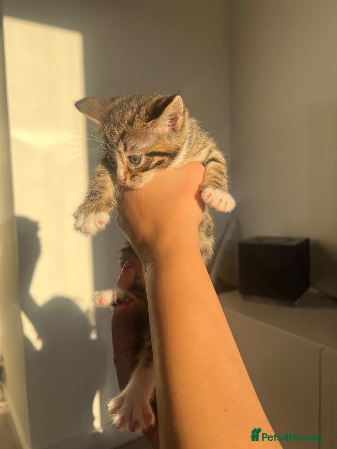 Bengal cats for sale: Beautiful Half Bengal Kittens - Advert 17