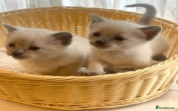 Siamese cats for sale: Beautiful Siamese  kittens  - Image 2