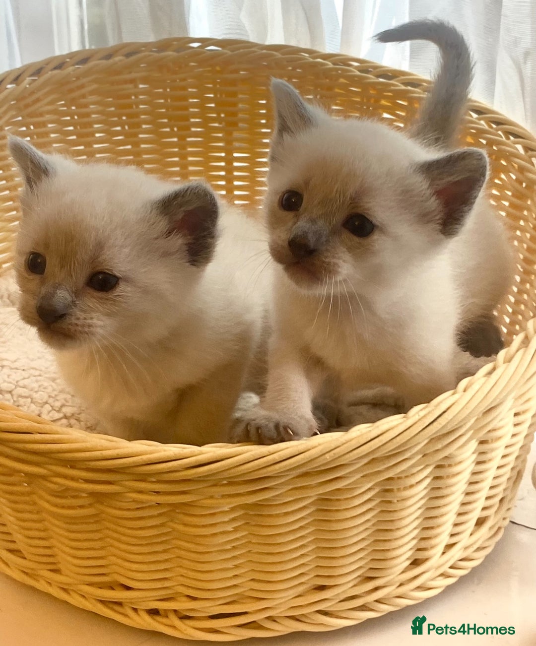 Siamese cats for sale: Beautiful Siamese  kittens  - Image 2
