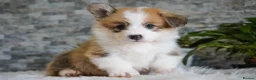Welsh Corgi Pembroke dogs for sale: KC registered Welsh Corgi Pembroke - Advert 6